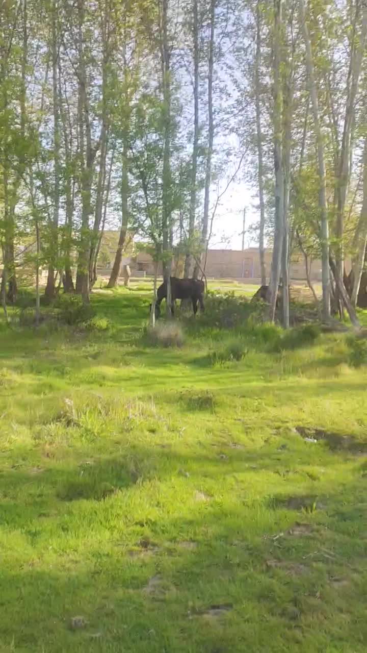 اسب|اسب و تجهیزات اسب‌سواری|بیضا, |دیوار