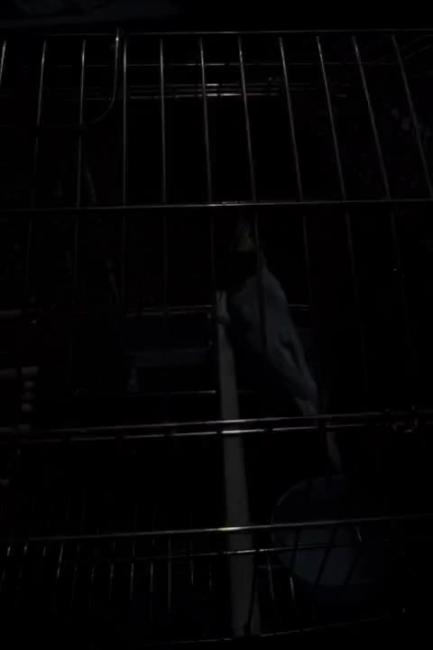 فروش عروس با قفس|پرنده|قم, شهرک امام حسن|دیوار