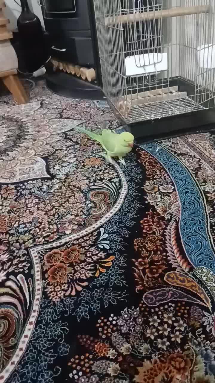 طوطی ملنگو جوجه نر پنج ماهه|پرنده|شهریار, شهرک بهاران (ویره)|دیوار