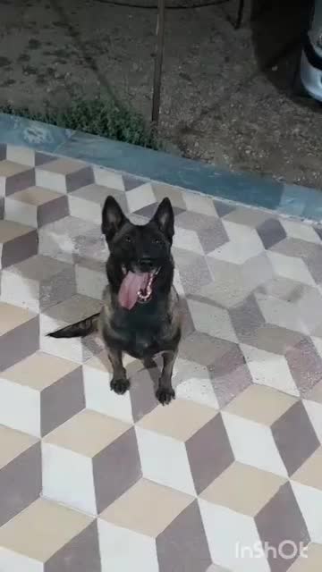 سگ مالینیوز ماده اصل|سگ|رودان, |دیوار