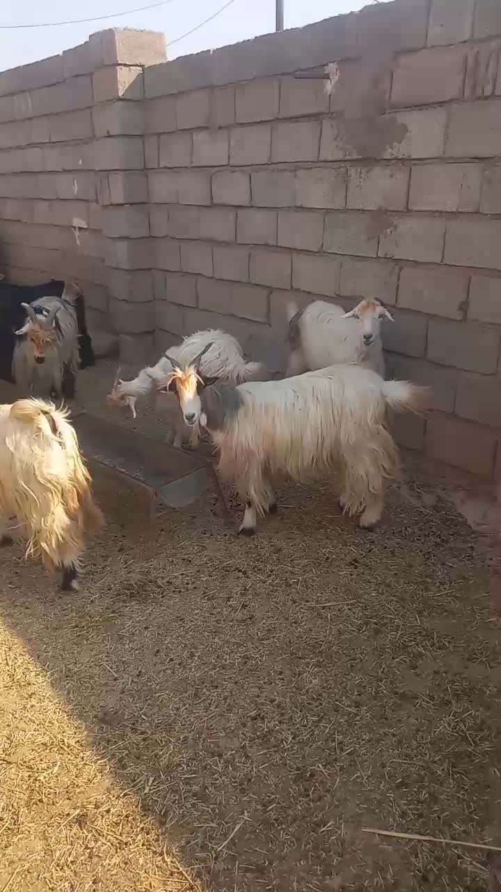 بز داشتی آبستن|حیوانات مزرعه|شوشتر, |دیوار