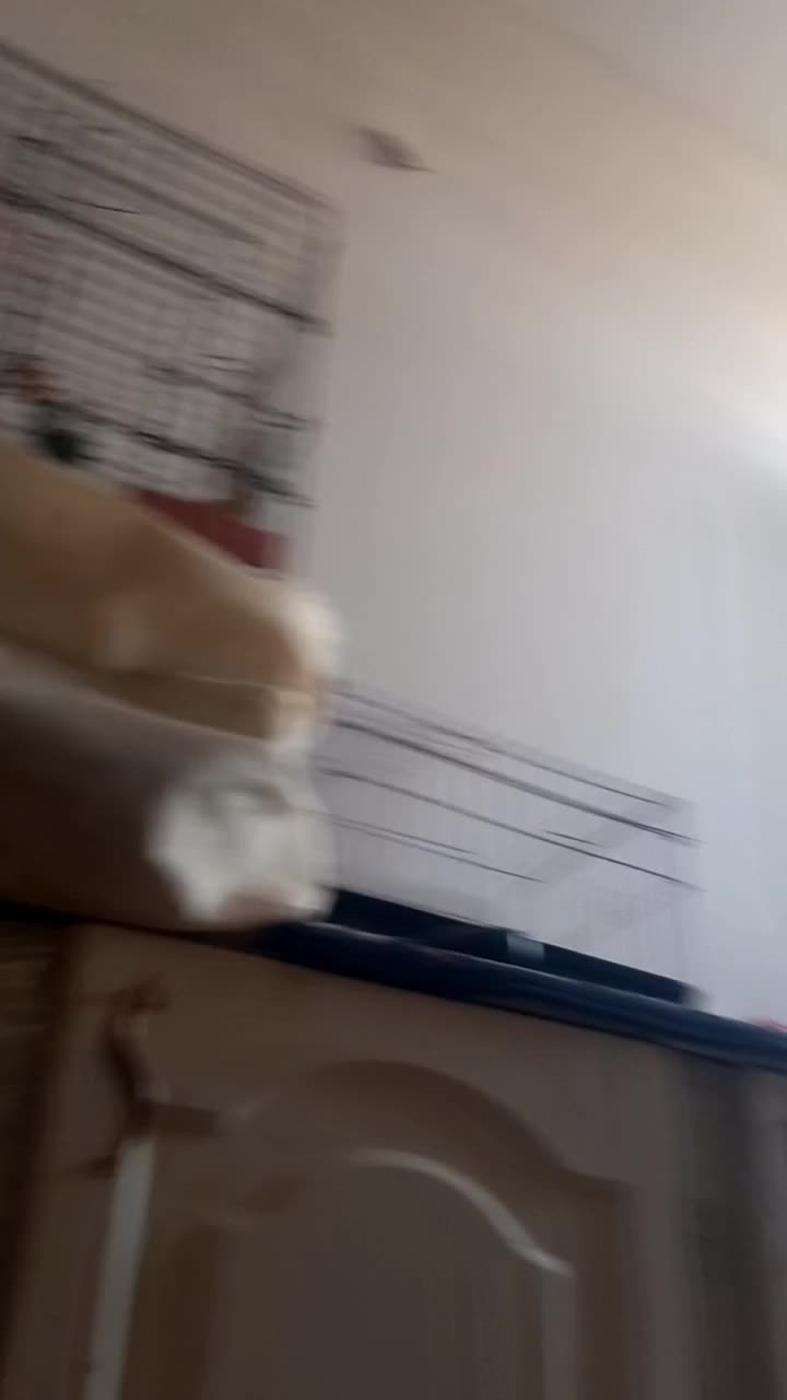 عروس هلندی سخنگو|پرنده|بافت, |دیوار