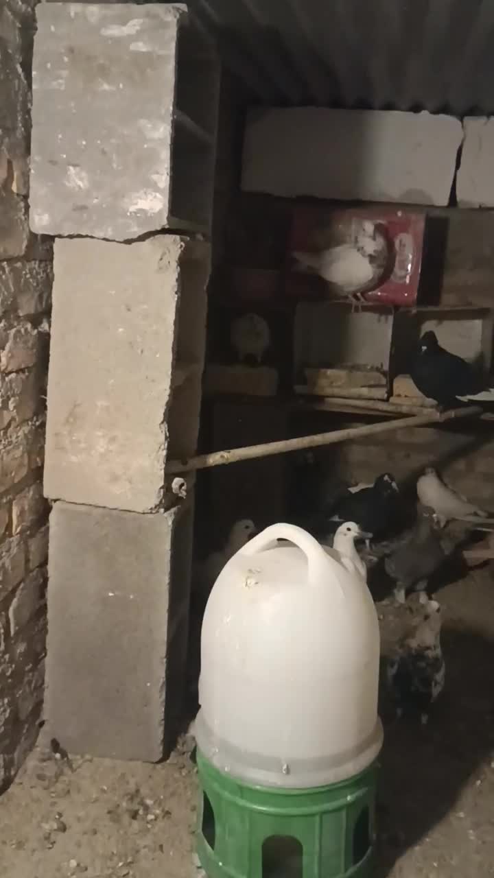 کبوتر پرشی|پرنده|تفت, |دیوار