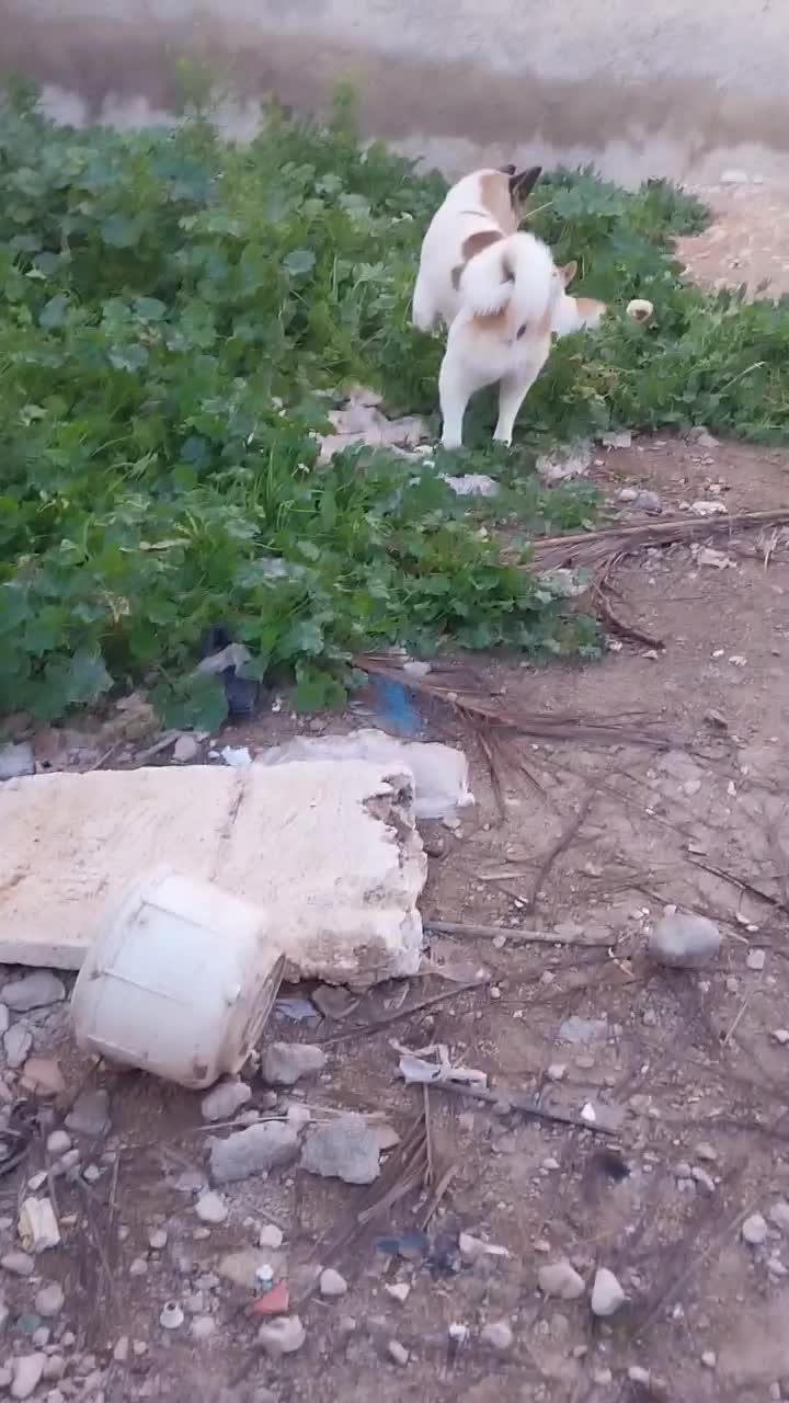 سگ گم شده|حیوانات|برازجان, |دیوار