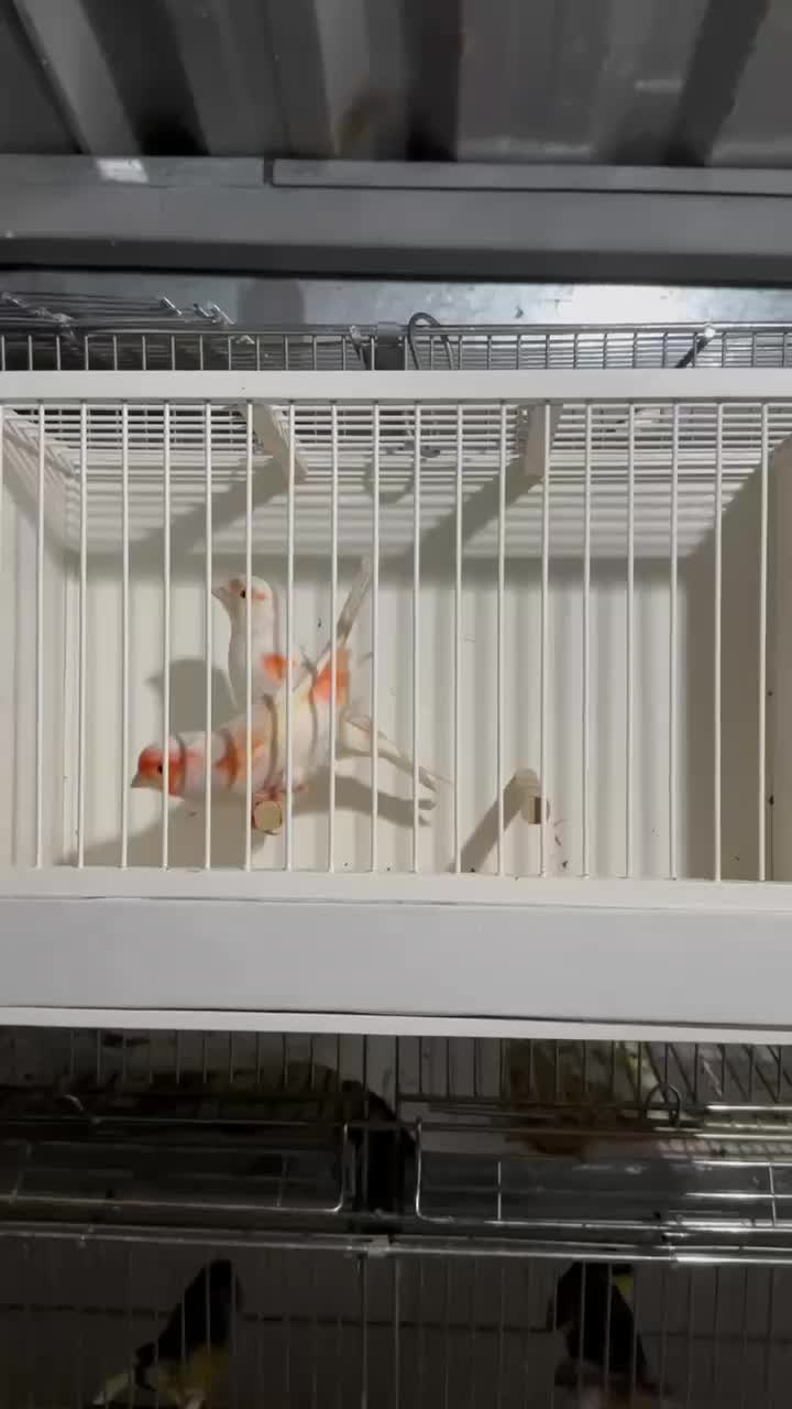 قناری2025|پرنده|نسیمشهر, |دیوار