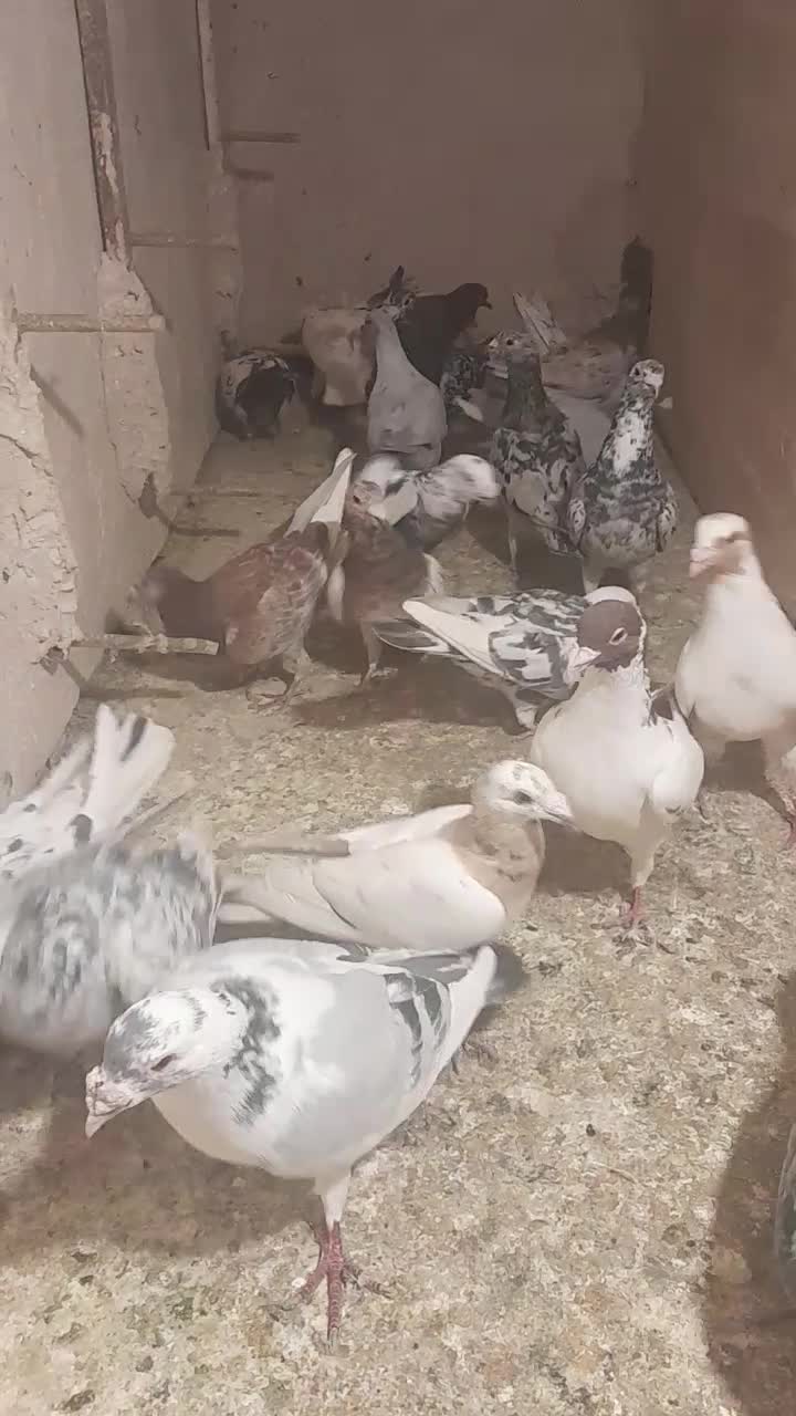 سار و سرور ابلغ|پرنده|گلبهار, شهر جدید گلبهار|دیوار