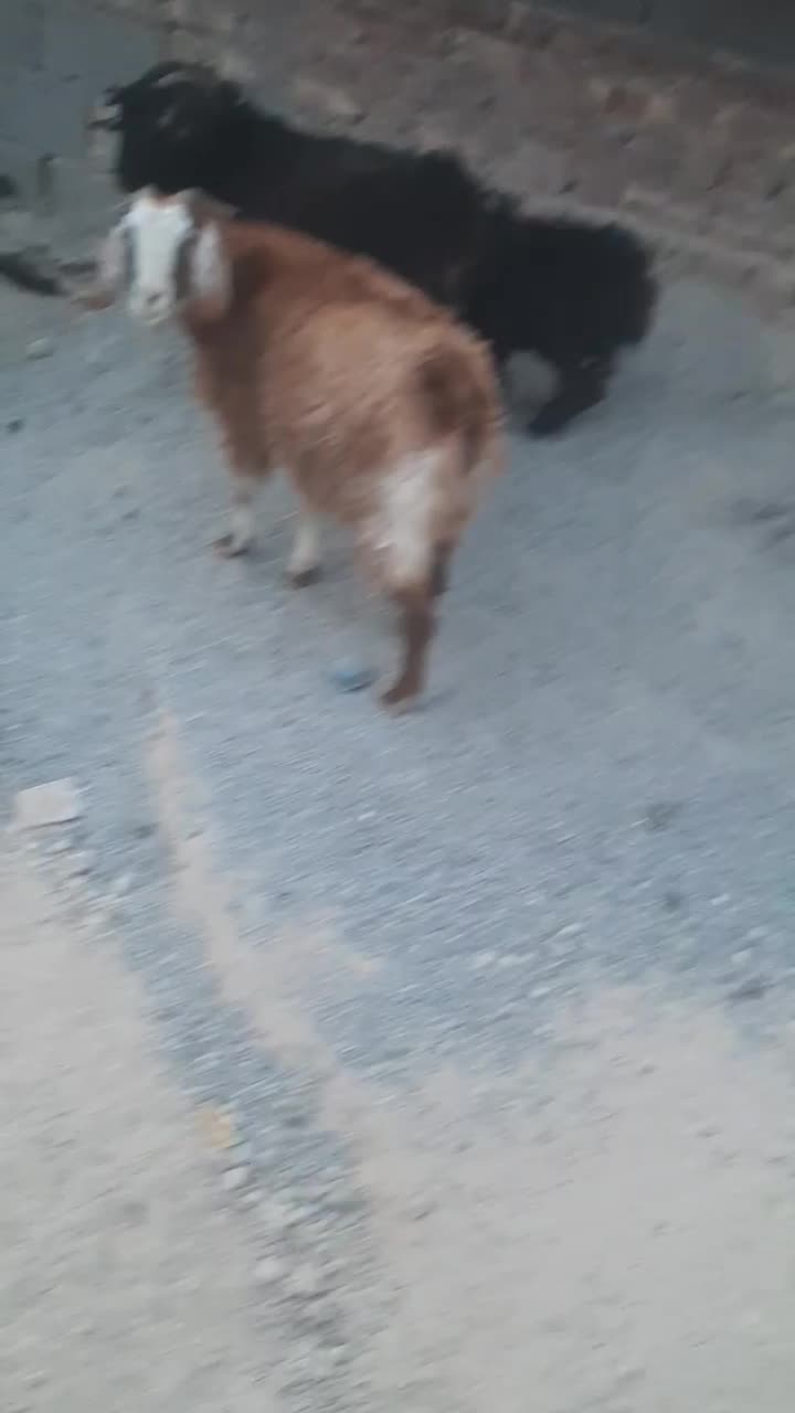 بز وبزغاله ویک بره جری ماده درشت وچاق|حیوانات مزرعه|زاهدان, |دیوار