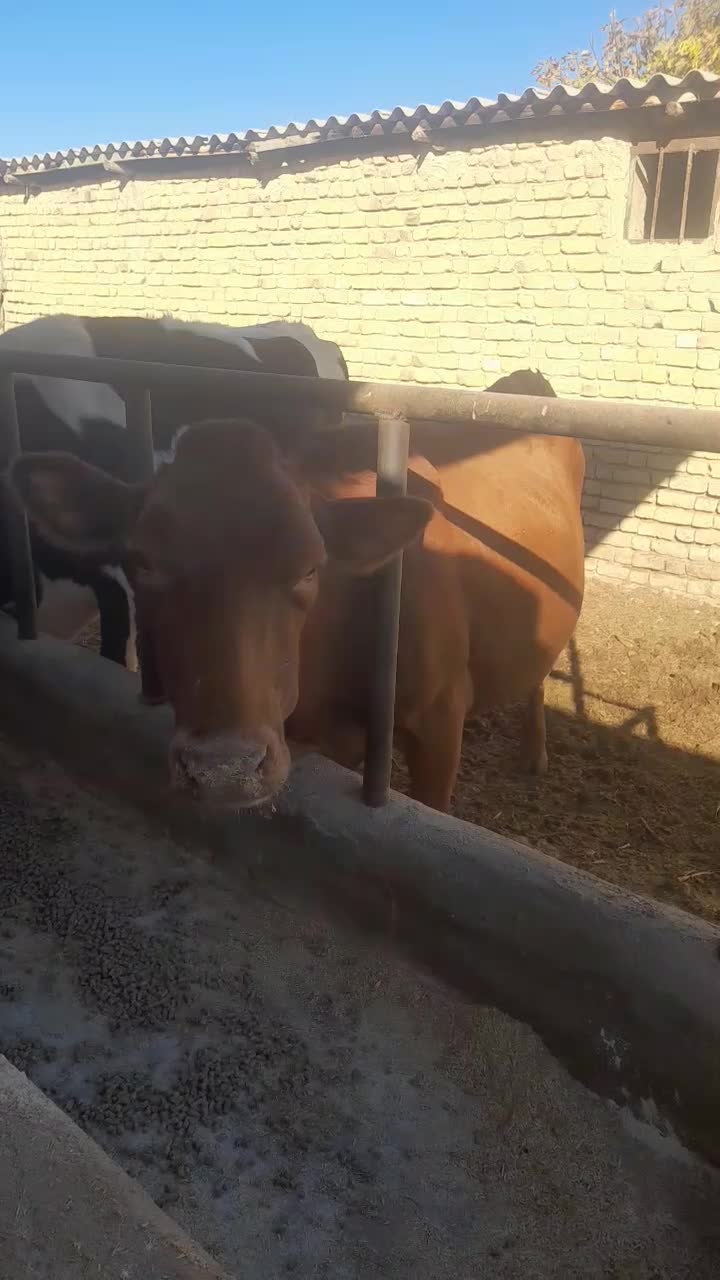 گاو شیری گوساله دار|حیوانات مزرعه|آشخانه, |دیوار