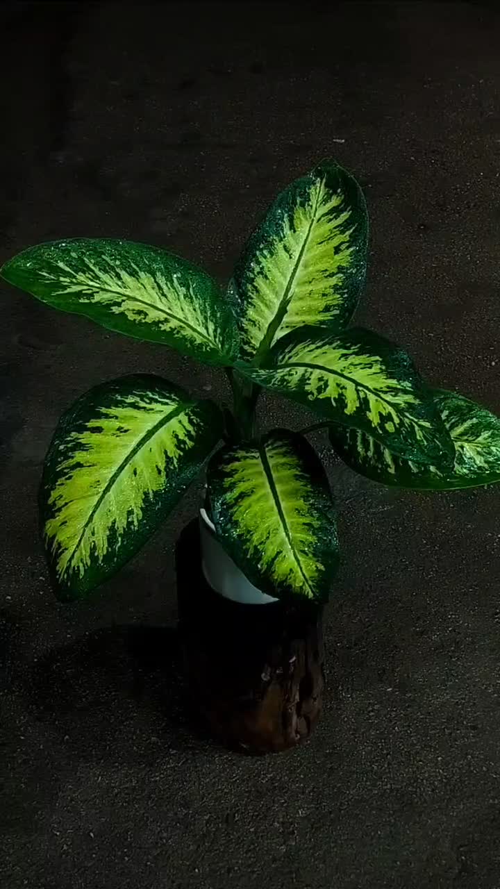 دیفن باخیا|گل و گیاه طبیعی|نیشابور, شهرک قدس|دیوار