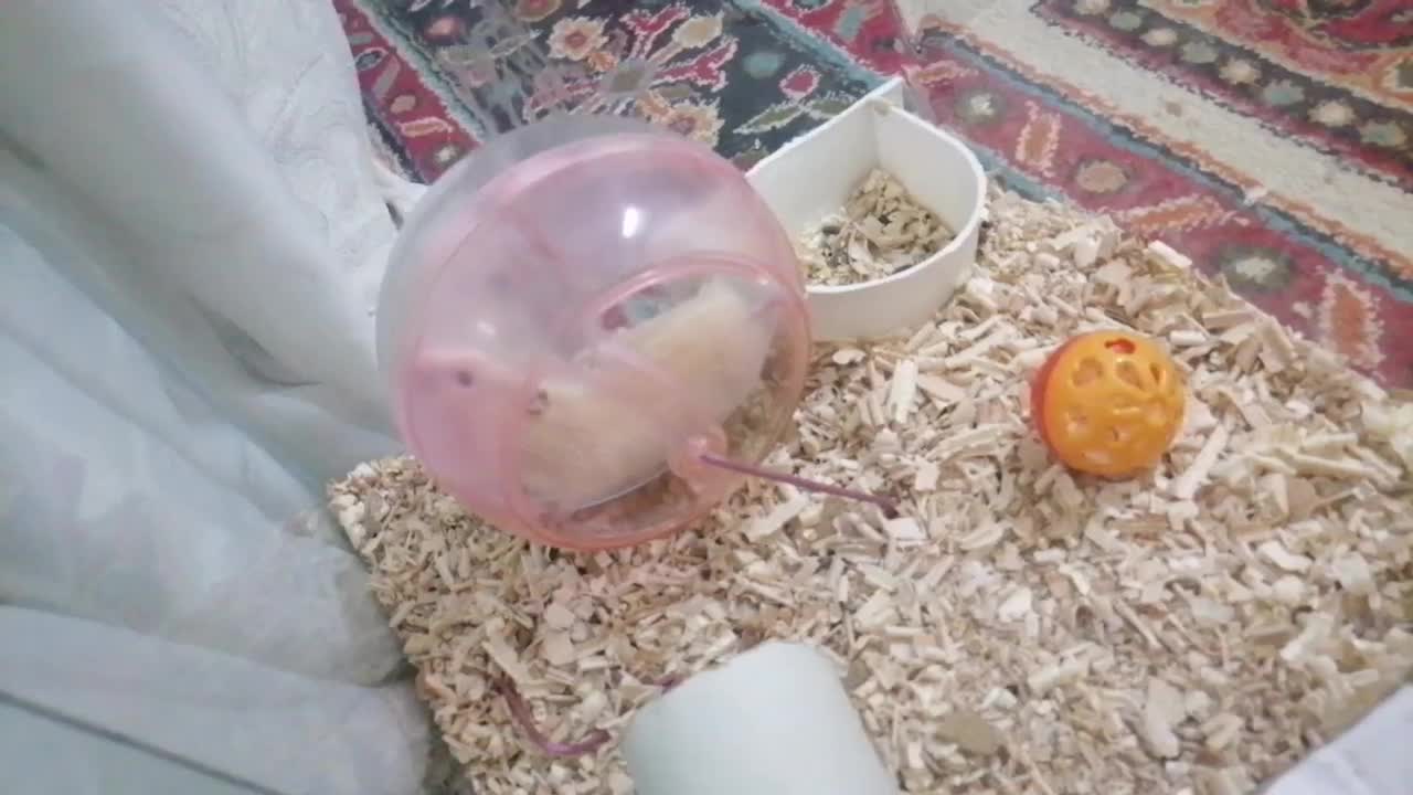 3عدد همستر سوری جوان (5/6)هفته|موش و خرگوش|مشهد, احمدآباد|دیوار