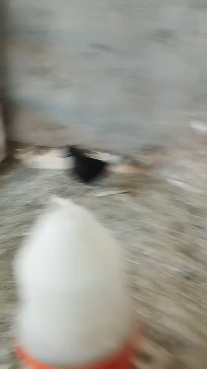 دمسفید|پرنده|اهواز, ملاشیه|دیوار