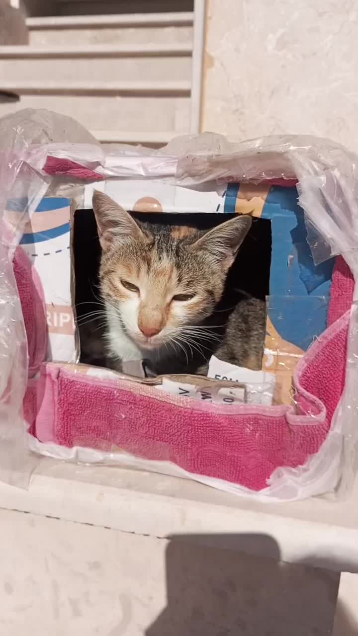 گربه مادر به همراه ۵ توله اش واگذار میشود|گربه|گنبد کاووس, |دیوار