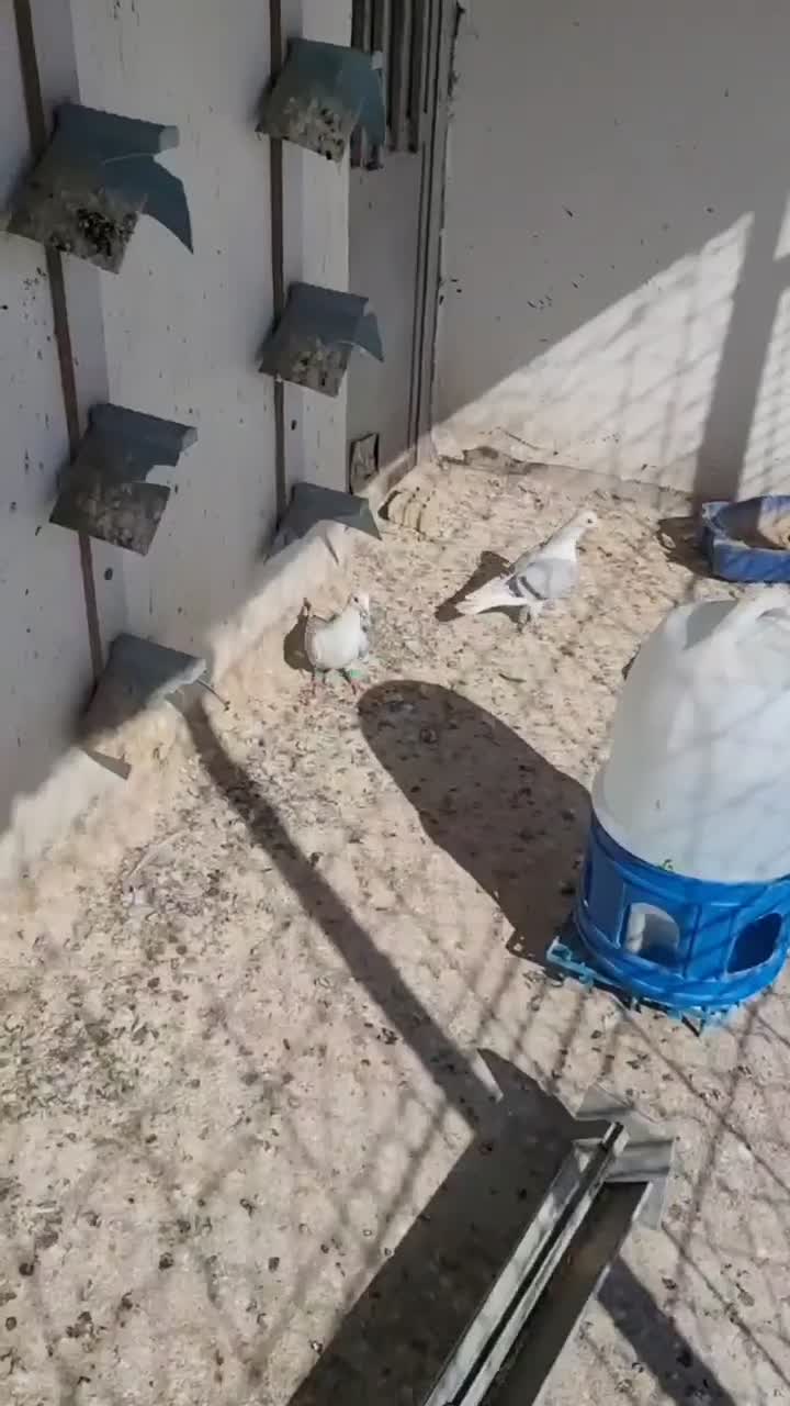 دوکتی|پرنده|احمدآبادمستوفی, |دیوار