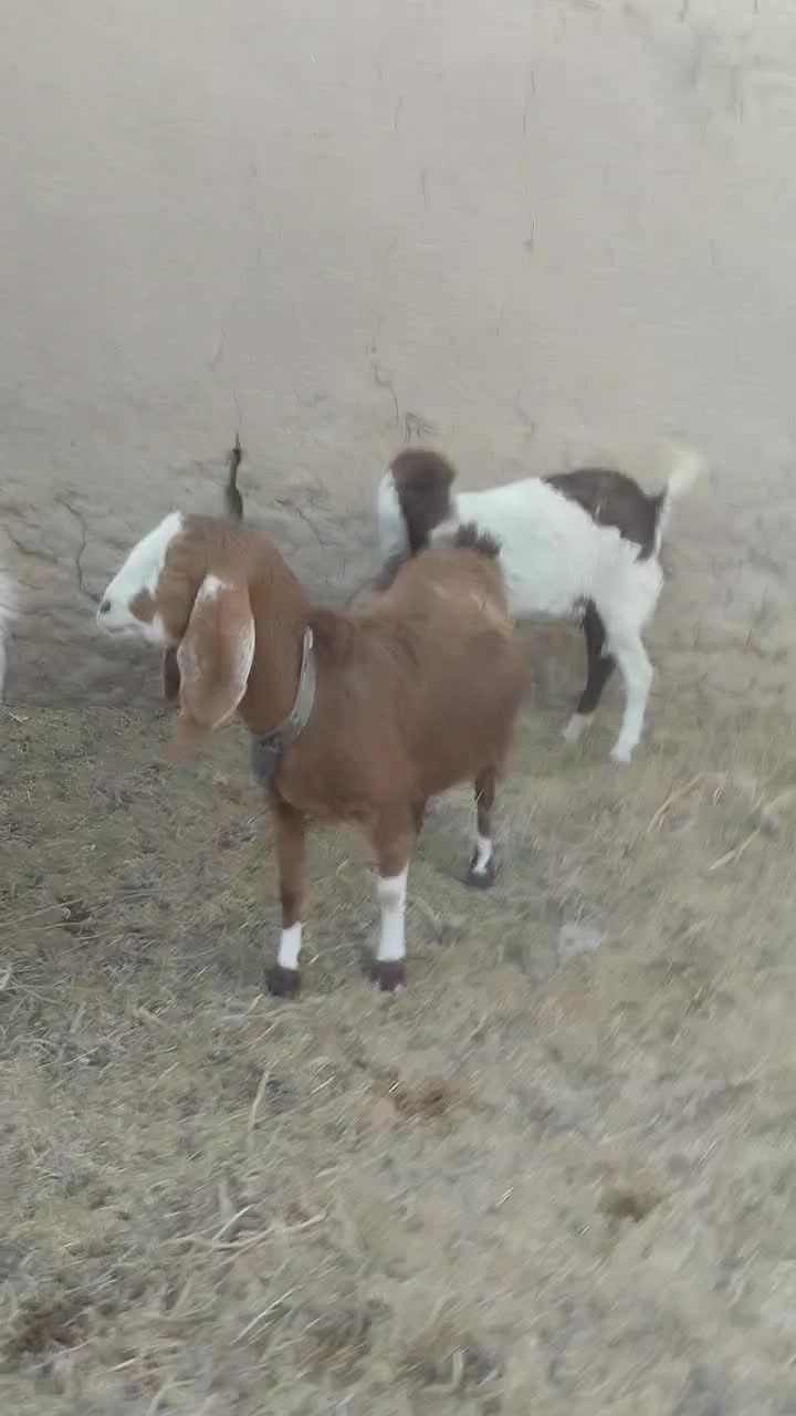 بز پاکستانی ابستن|حیوانات مزرعه|بردسکن, |دیوار