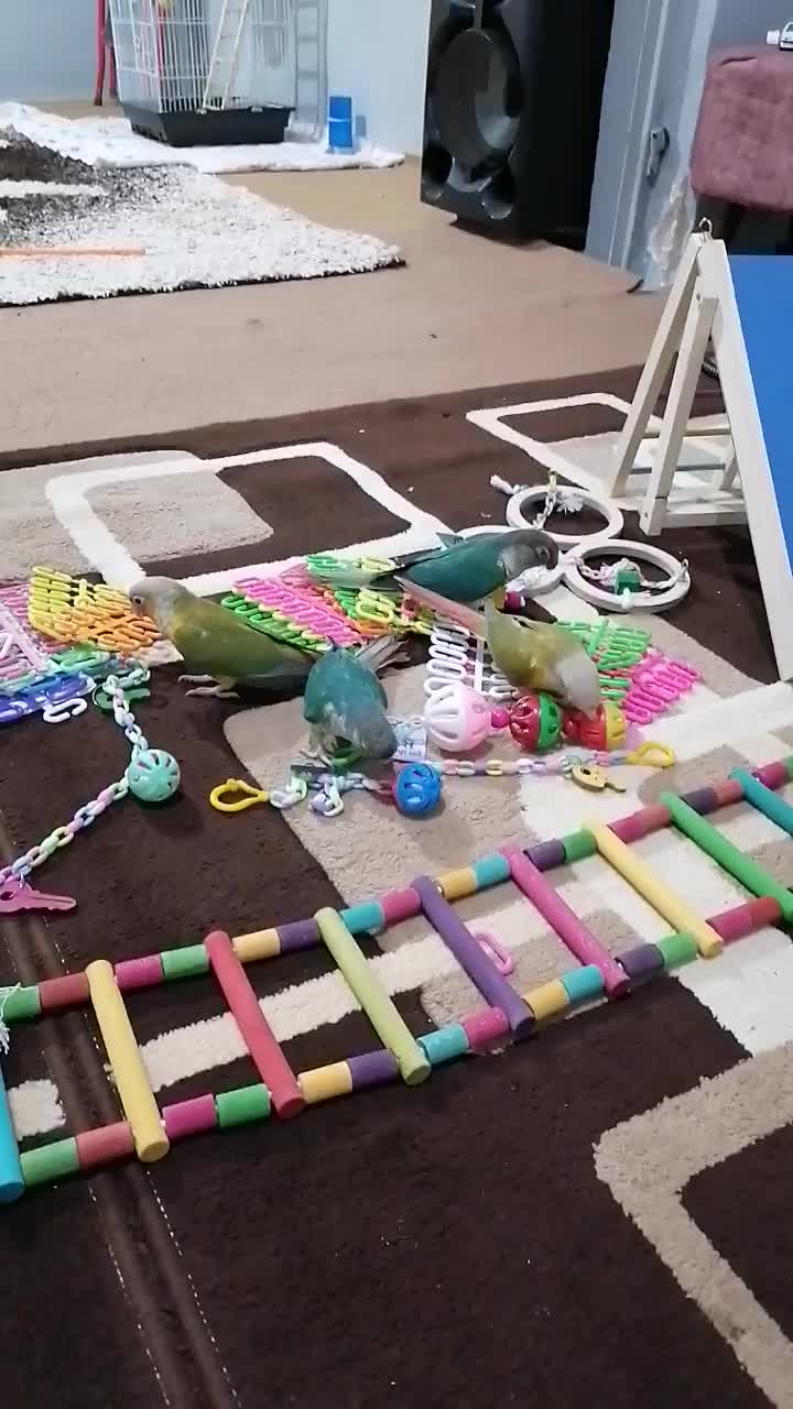 طوطی گرینچیک|پرنده|کازرون, |دیوار