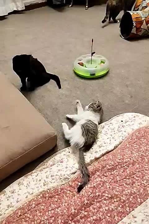 واگذاری گربه رایگان|گربه|اندیشه, اندیشه فاز ۲|دیوار