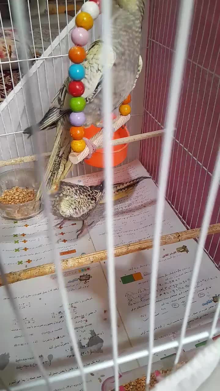 عروس هلندی ۶ماهه|پرنده|مشهد, منزل آباد|دیوار