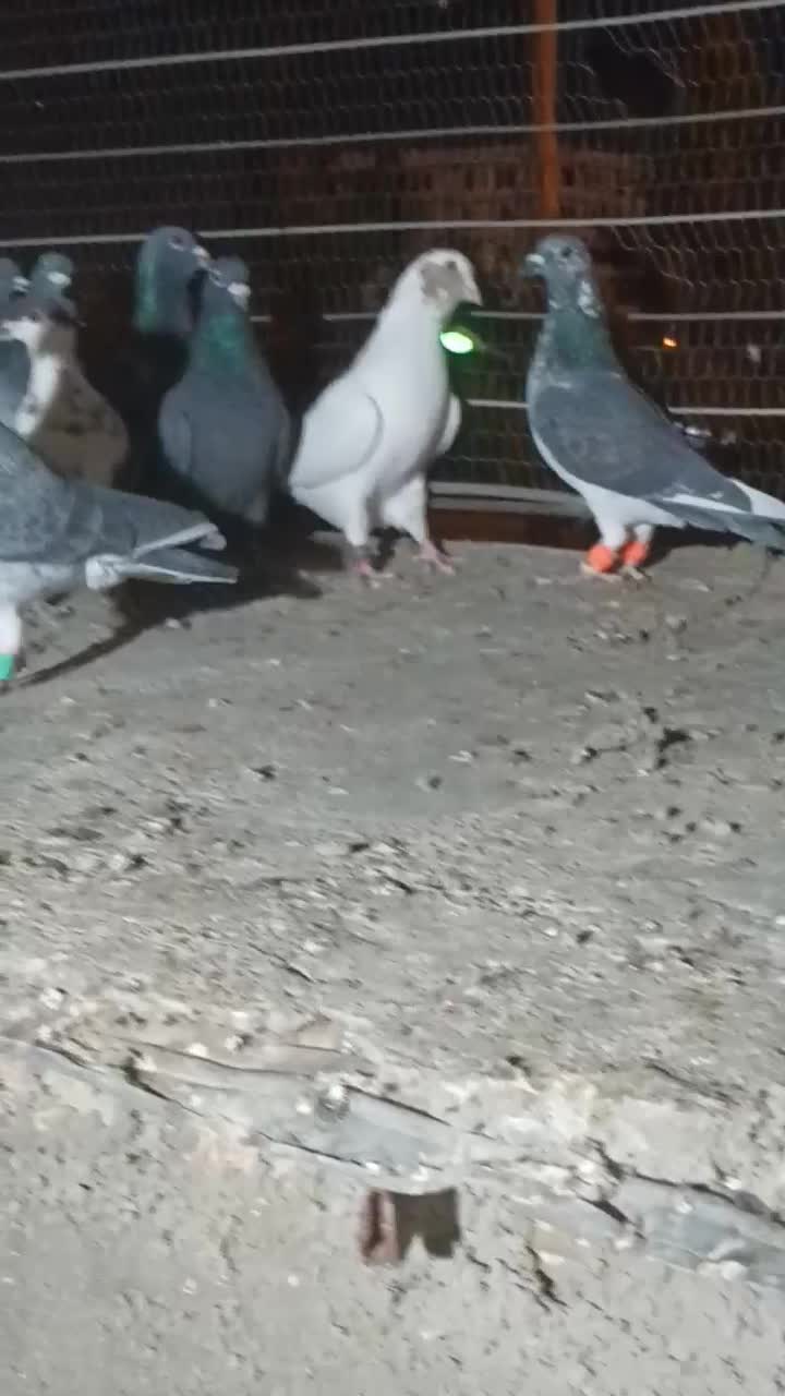 کفتر فروشی|پرنده|قائن, |دیوار