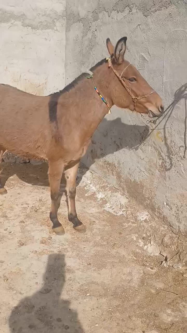 قاطر ۳سال|حیوانات مزرعه|لاران, |دیوار