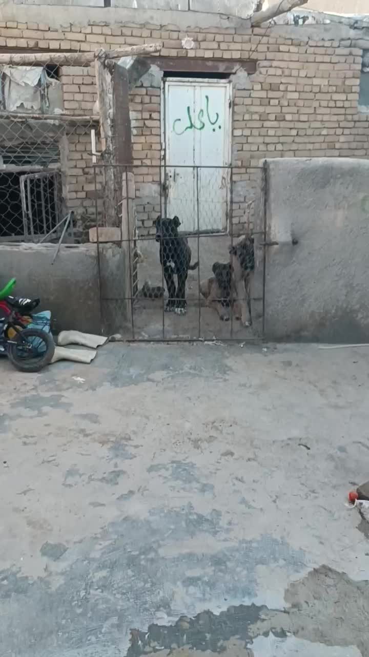 سگ سرابی|سگ|کبودرآهنگ, |دیوار