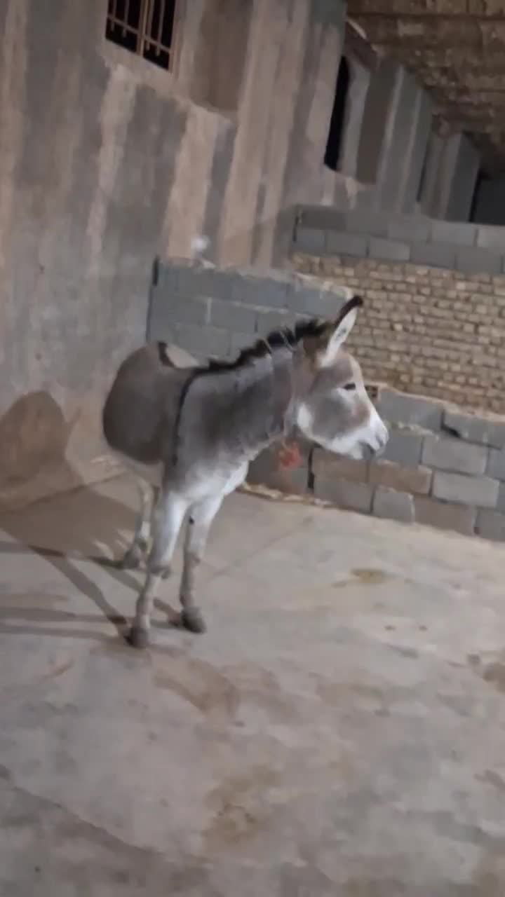 الاغ|حیوانات مزرعه|تهران, خاوران|دیوار