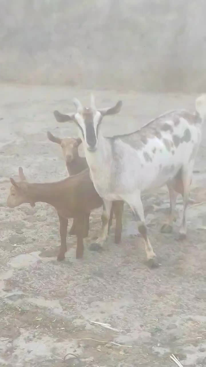 فروش بز صلاله بزغاله دار و ابستن|حیوانات مزرعه|آذرشهر, |دیوار