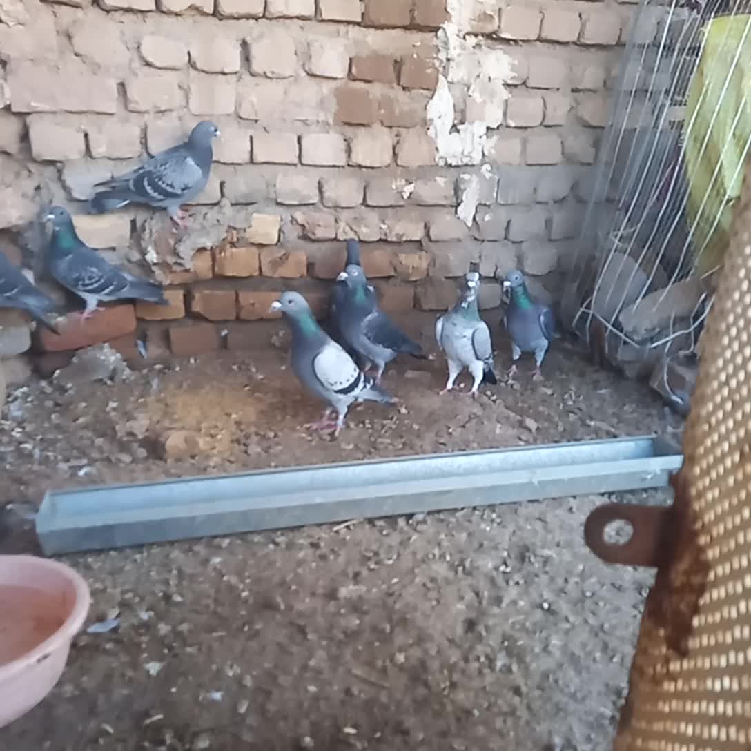 کبوتر|پرنده|زیرکوه, |دیوار