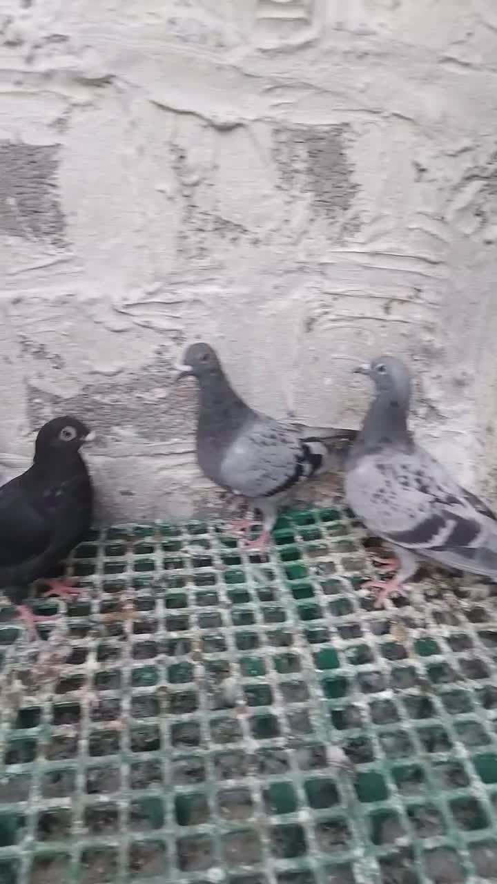 جوجه کبوتر|پرنده|آبپخش, |دیوار