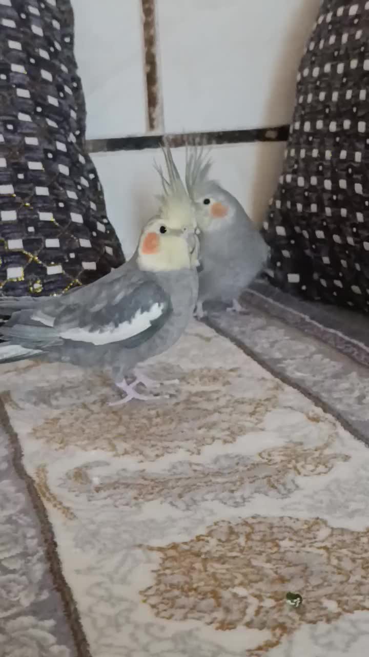 عروس هلندی|پرنده|خمینیشهر, |دیوار