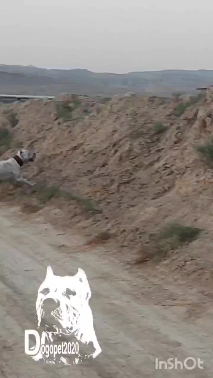 داگو اصیل خون خالص جهت جفت گیری|سگ|شیروان (خراسان), |دیوار