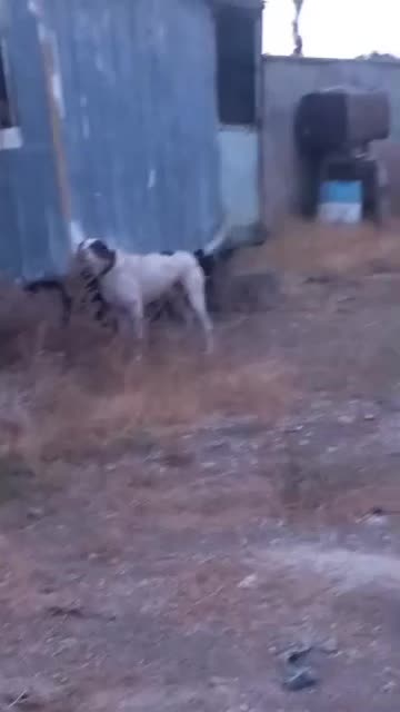 سگ بولی کوتا|سگ|اردبیل, |دیوار