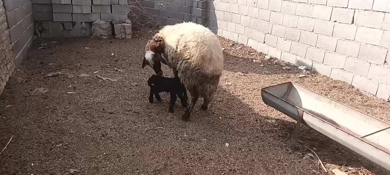 گوسفند افشار بره دار جوان|حیوانات مزرعه|گنبد کاووس, |دیوار