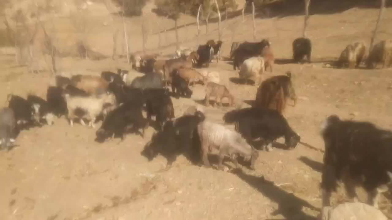 فروش بز با کهره ماده|حیوانات مزرعه|مارگون, |دیوار