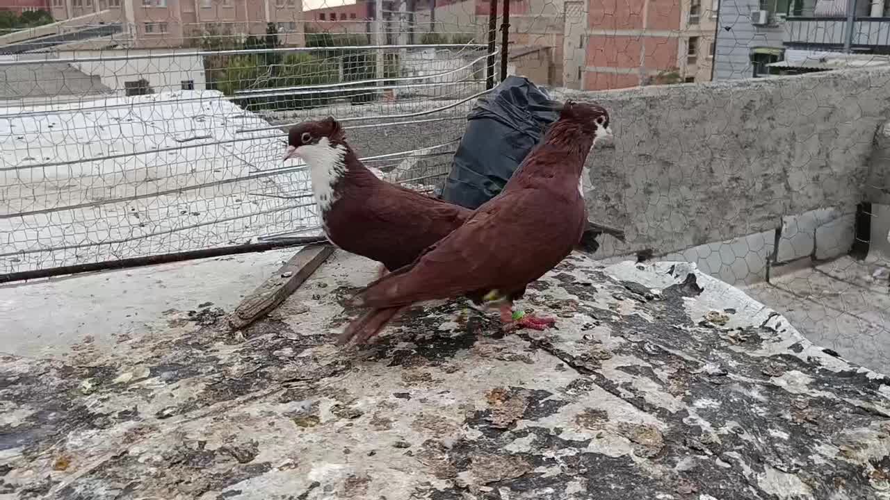 کبوتر رنگی ریش کربلایی تکپر|پرنده|گرگان, |دیوار