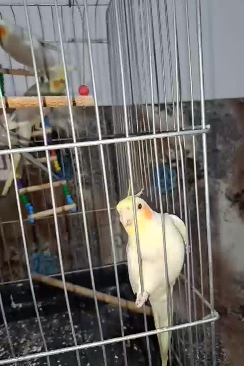 عروس هلندی|پرنده|هشتگرد, شهرک ولیعصر (مصلی)|دیوار