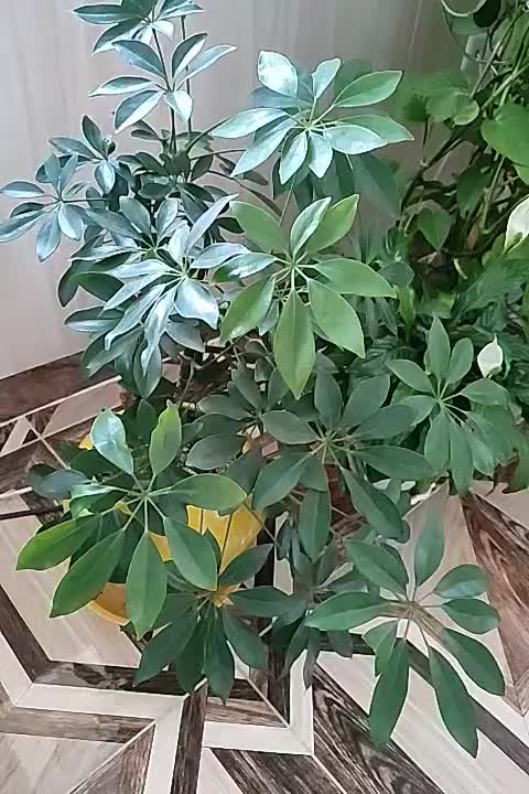 یک سری گل طبیعی به فروش میرسد|گل و گیاه طبیعی|بانه, |دیوار