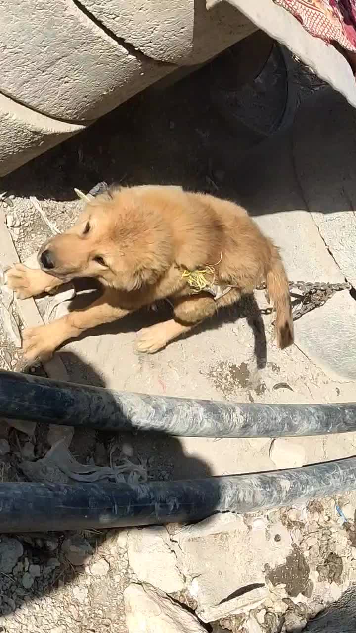 سگ سرابی|سگ|کرمانشاه, |دیوار