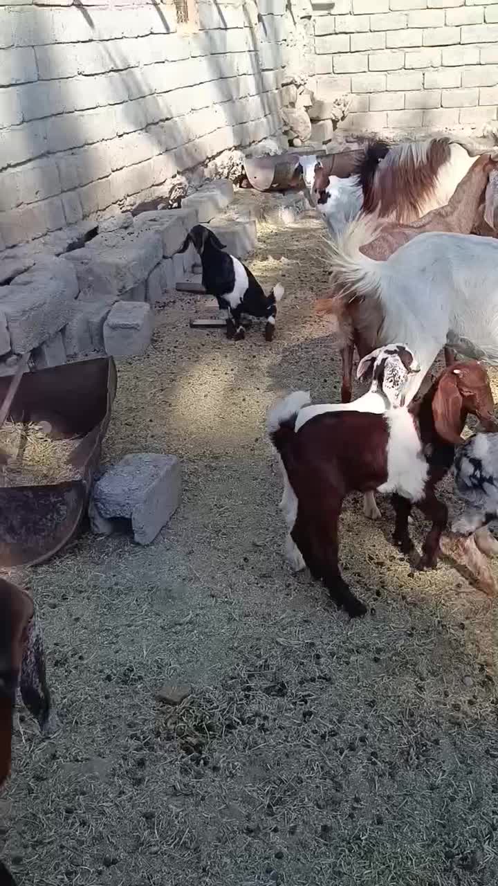 بز پاکستانی|حیوانات مزرعه|منوجان, |دیوار