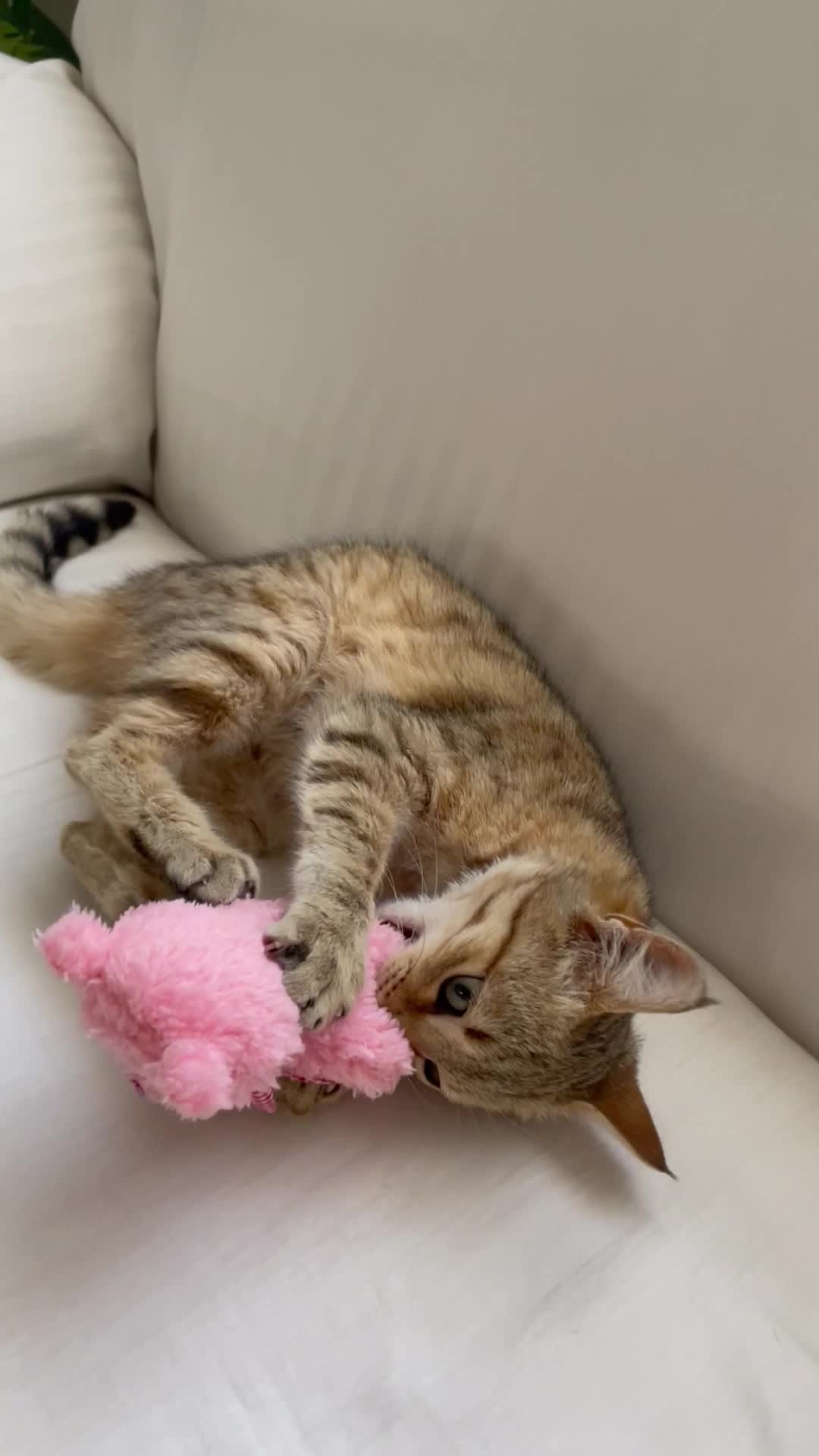 واگذاری گربه|گربه|رشت, استادسرا|دیوار