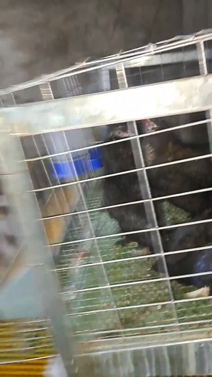 فروش 3مرغ کاکلی پاپر ریشو 6 ماهه|حیوانات مزرعه|آمل, |دیوار