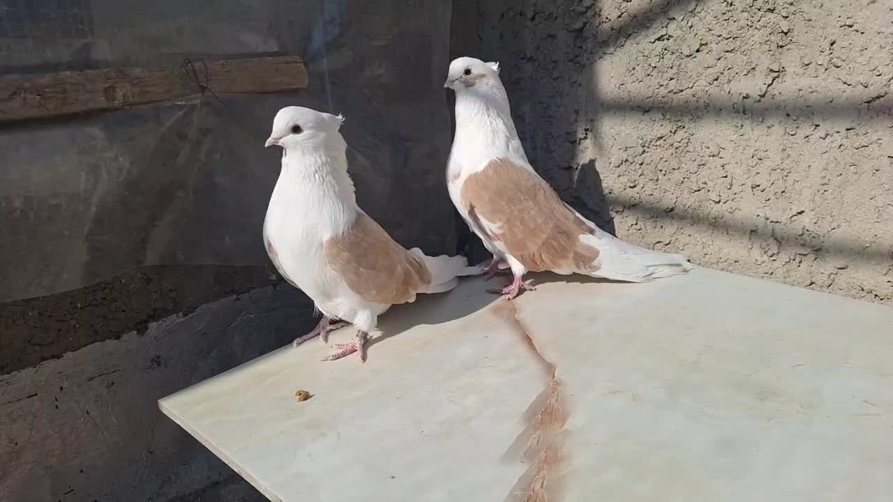 کبوتر دوکت نوک ریز|پرنده|خمینی‌شهر, |دیوار