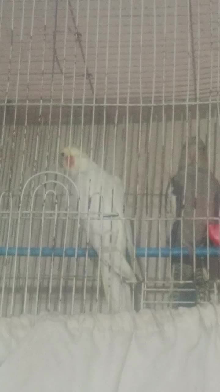 یه جفت عروس هلندی با قفس و لوازماتش|پرنده|تهران, بیسیم|دیوار