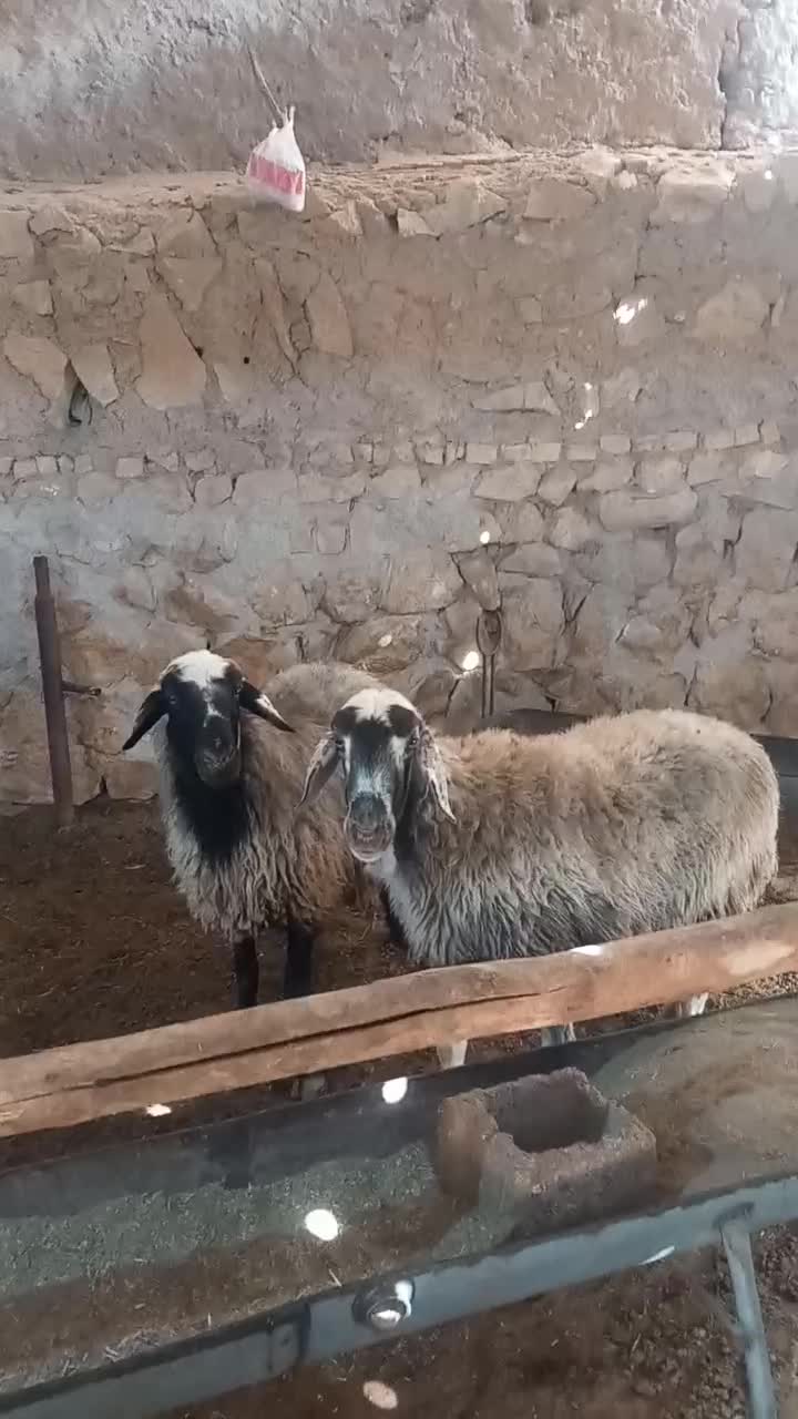 ۲راس سالار میش آبستن ترکی روزگاری|حیوانات مزرعه|شیراز, حافظیه|دیوار
