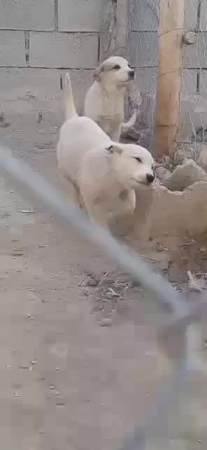 سگ قدرجونی|سگ|اصفهان, فروردین|دیوار