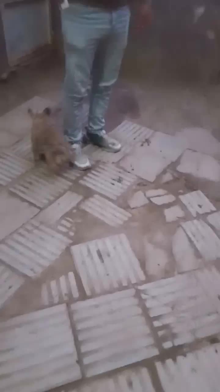 سگ پاکوتاه|سگ|قم, بوستان جوان|دیوار