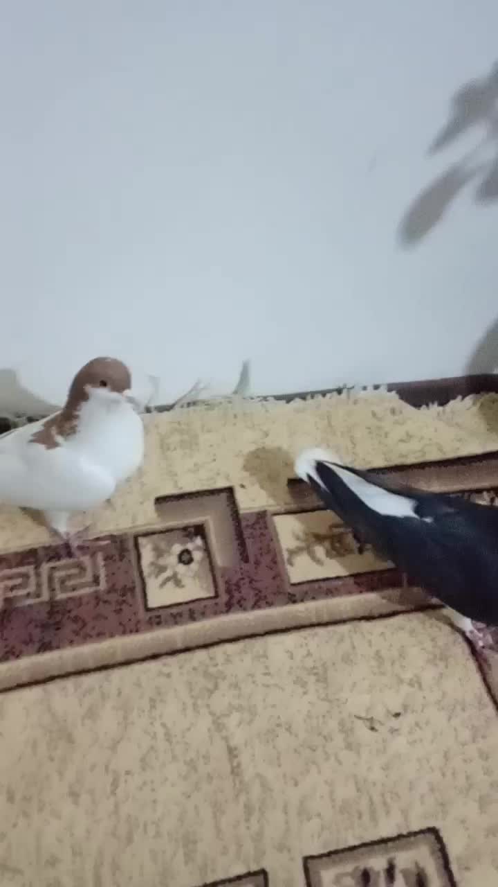 یک جفت خوشرنگ نروماده|پرنده|ابهر, |دیوار