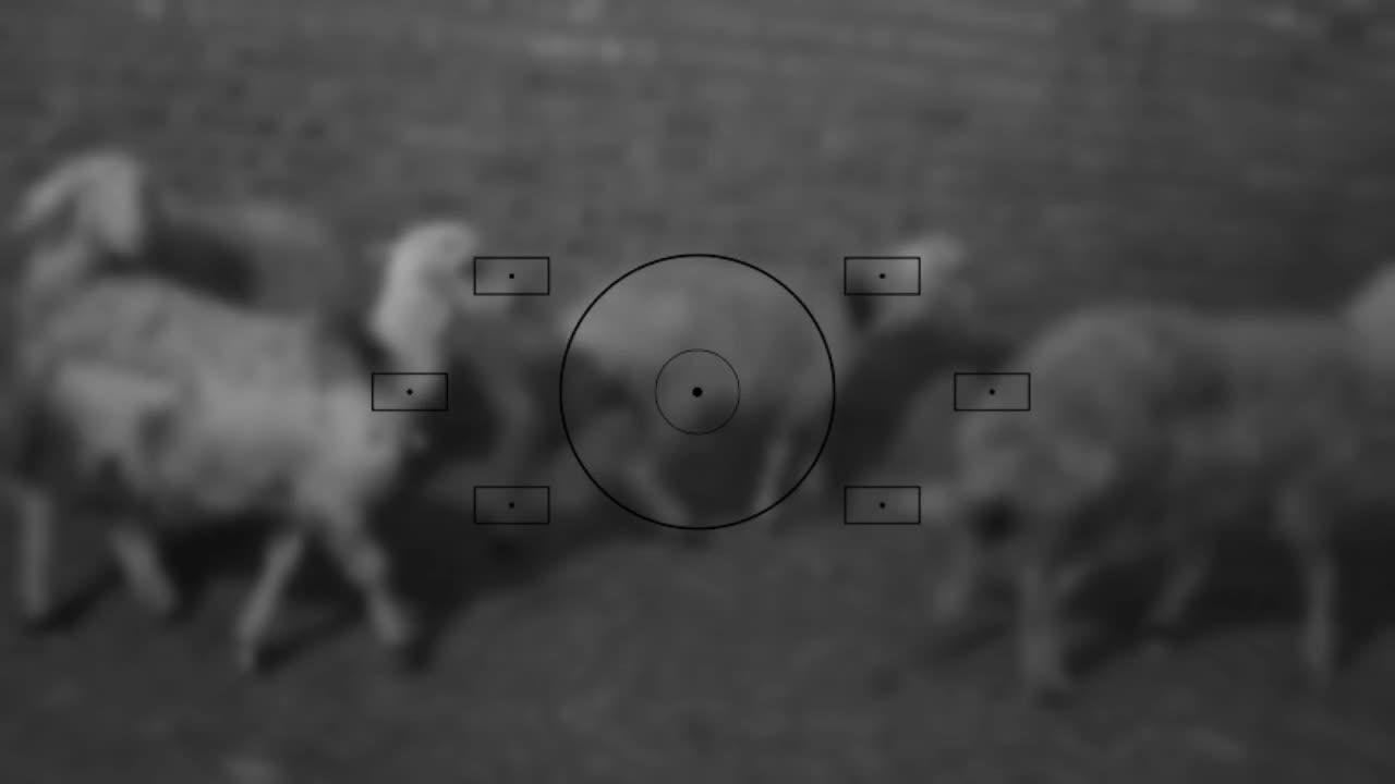 بره پلنگی  و افشار کله سفید|حیوانات مزرعه|بروجرد, |دیوار