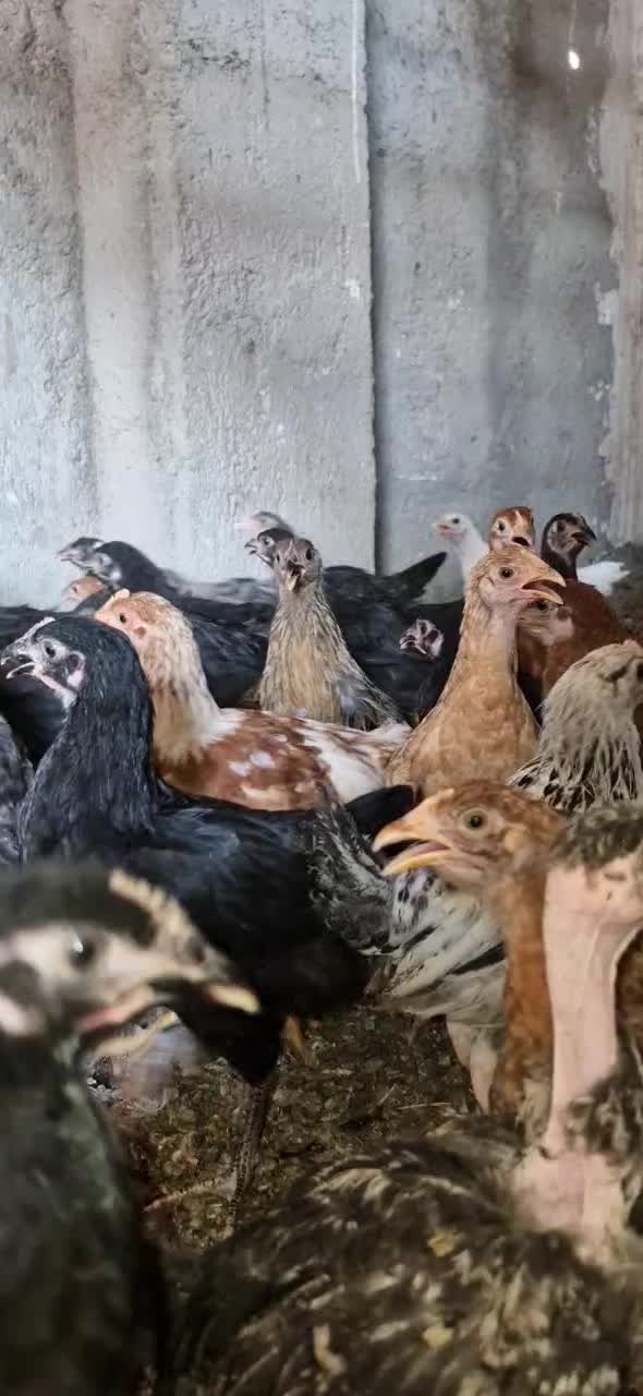 نیمچه جوجه مرغ محلی.گلین . بوقلمون . غاز اردک|حیوانات مزرعه|شهریار, شهریار|دیوار