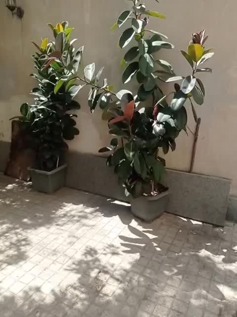 فیکوس بنسای|گل و گیاه طبیعی|تهران, شهید رجایی|دیوار