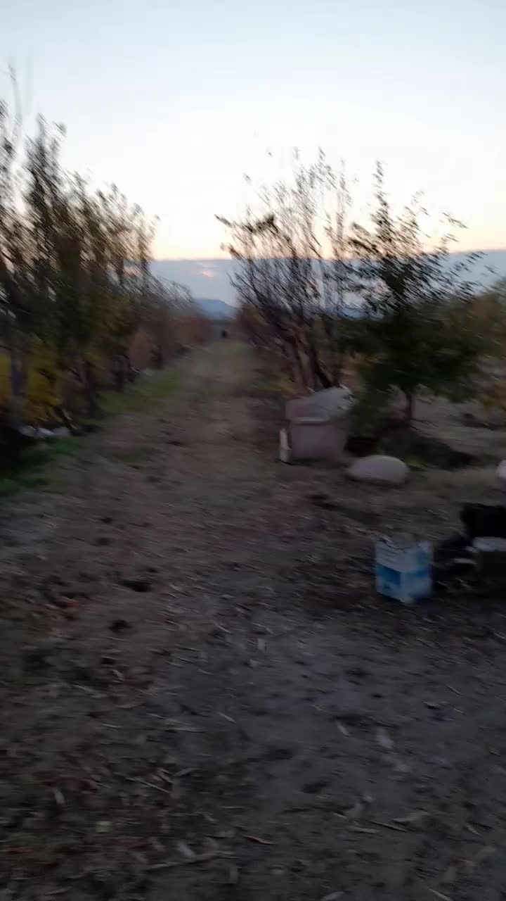 مادیان ۵ نشون،۴ قلم سفید،پیشانی سفید،سر و دم گیر|اسب و تجهیزات اسبسواری|رباطکریم, انجم آباد|دیوار